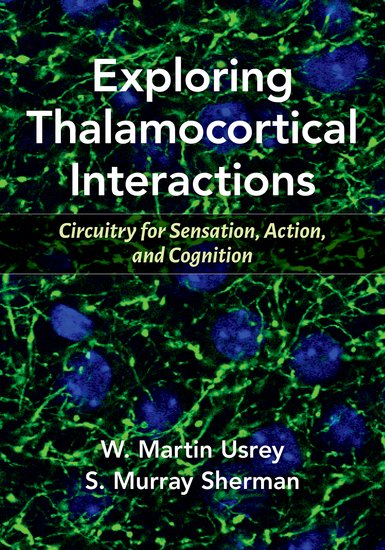Exploring Thalamocortical Interactions